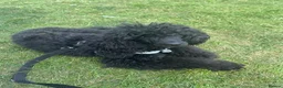 Miniature Poodle dogs for sale: Miniature poodles 1 male 1 female  - Advert 1