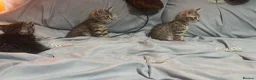 British Shorthair cats for sale: 3 Beautiful kittens  in Wickford - Advert 3