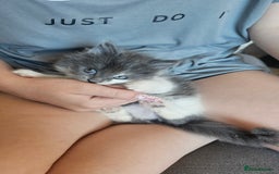 Ragdoll cats for sale: Last gorgous kitten - Image 10