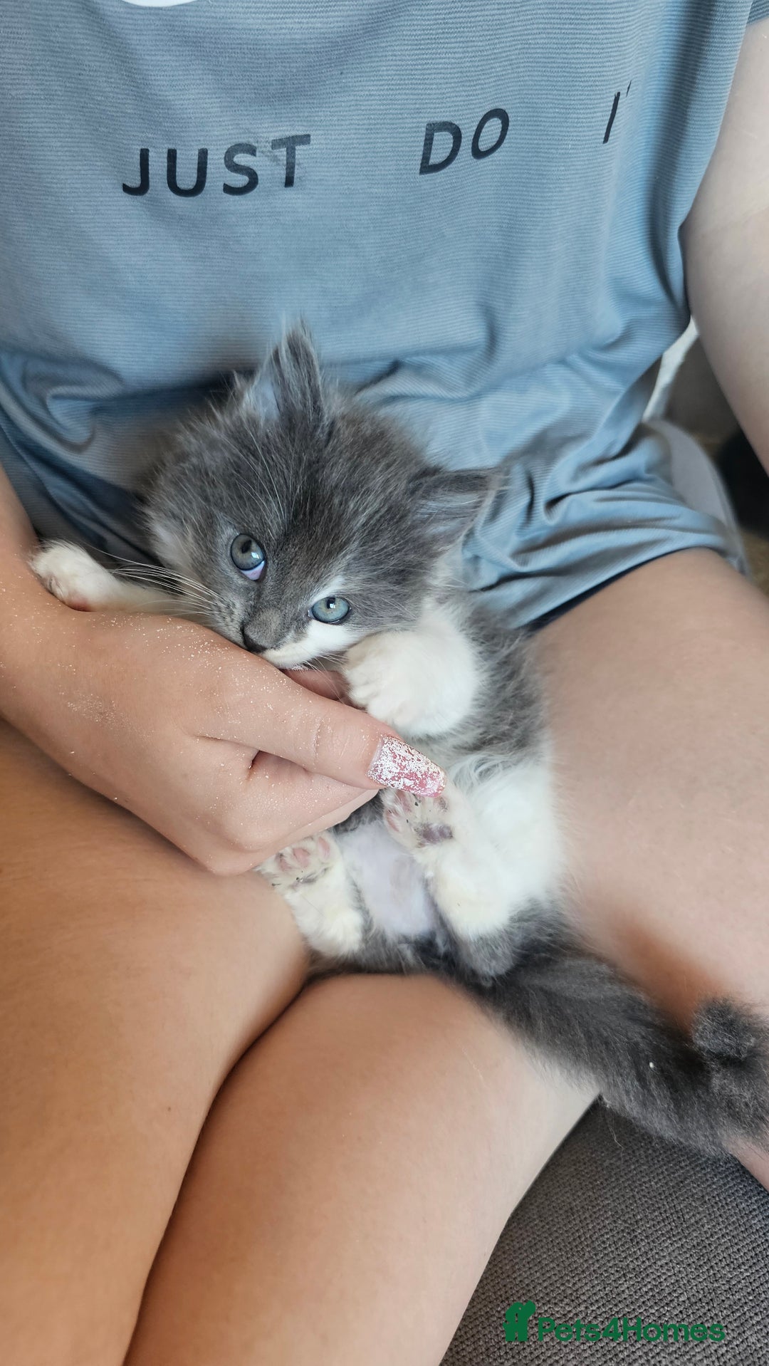 Ragdoll cats for sale: Last gorgous kitten - Image 10