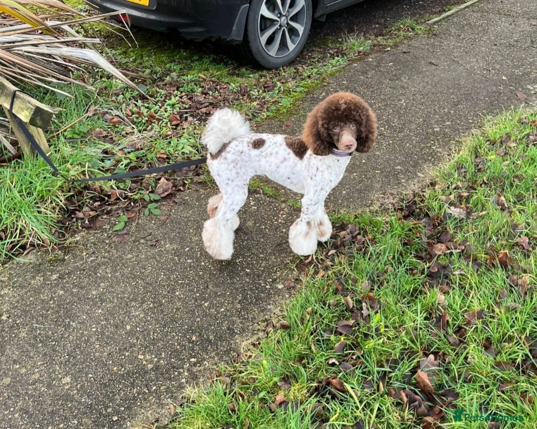Miniature Poodle dogs for sale: 🐾 Beautiful Miniature Poodle Puppies Available🐾 - Advert 3