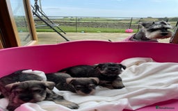 Miniature Schnauzer dogs for sale: KC reg & dna tested miniature schnauzer pups  - Image 3