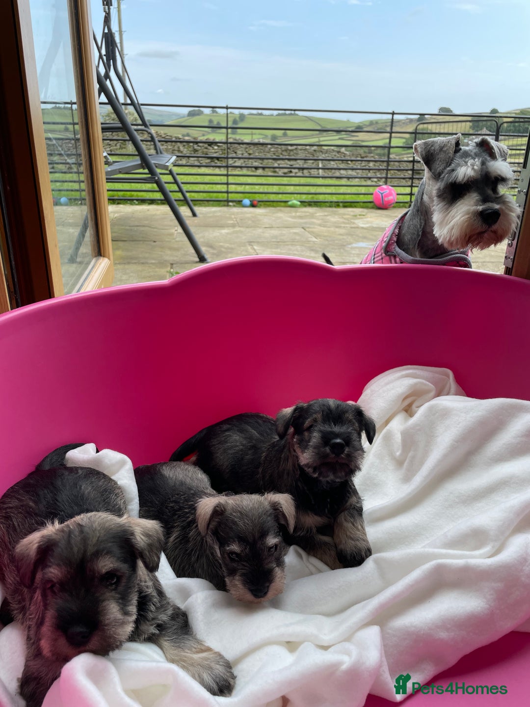 Miniature Schnauzer dogs for sale: KC reg & dna tested miniature schnauzer pups  - Image 3