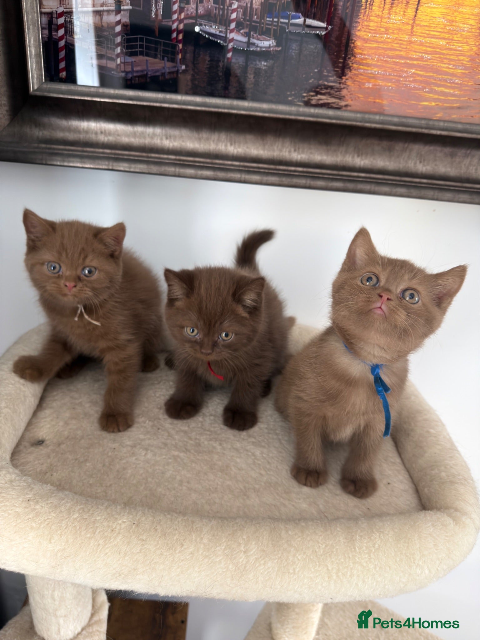 British Shorthair cats British Shorthair Kittens  - Advert 2