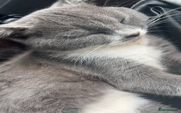 Mixed Breed cats for sale: 6 mixed breed / british shorthair kittens - Image 5