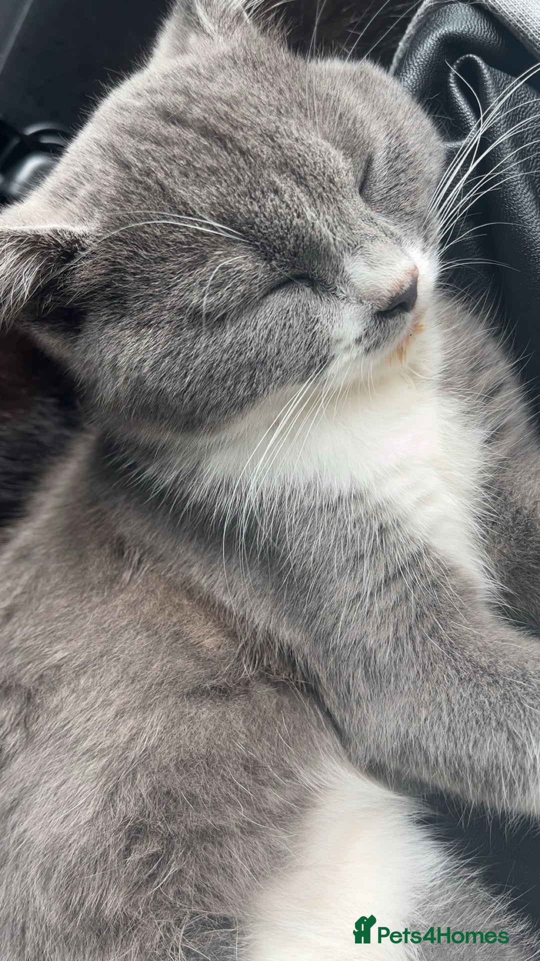 Mixed Breed cats for sale: 6 mixed breed / british shorthair kittens - Image 5