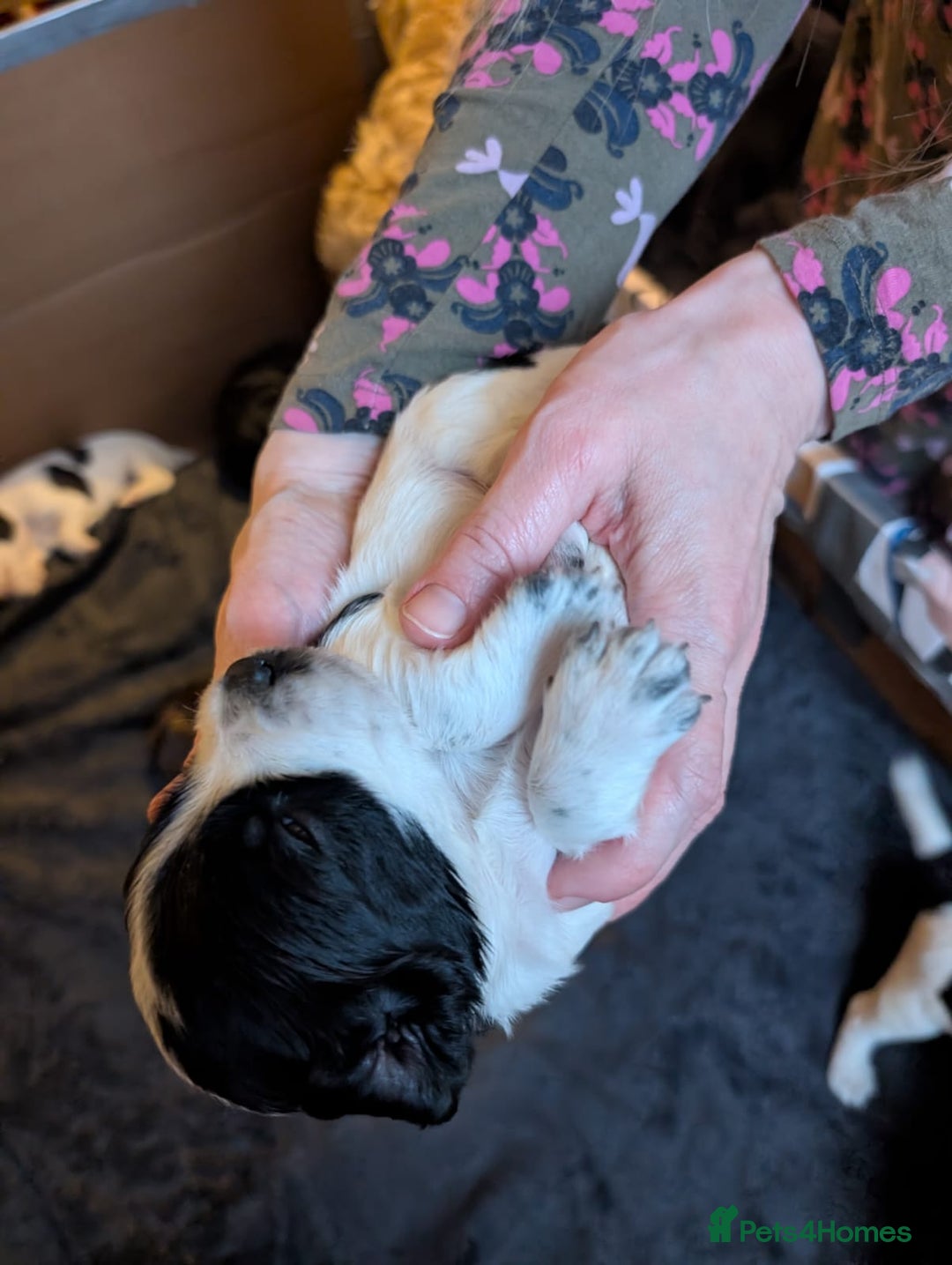 Cockapoo dogs for sale: Beautiful cockapoos F2b - Advert 9