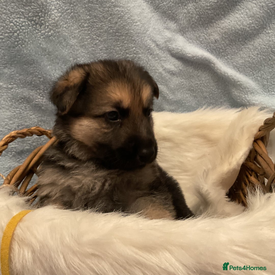 German Shepherd dogs for sale: German Shepard pups - Image 4