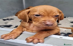 Hungarian Vizsla dogs for sale: Stunning KC Hungarian Vizsla Puppies  - Image 12