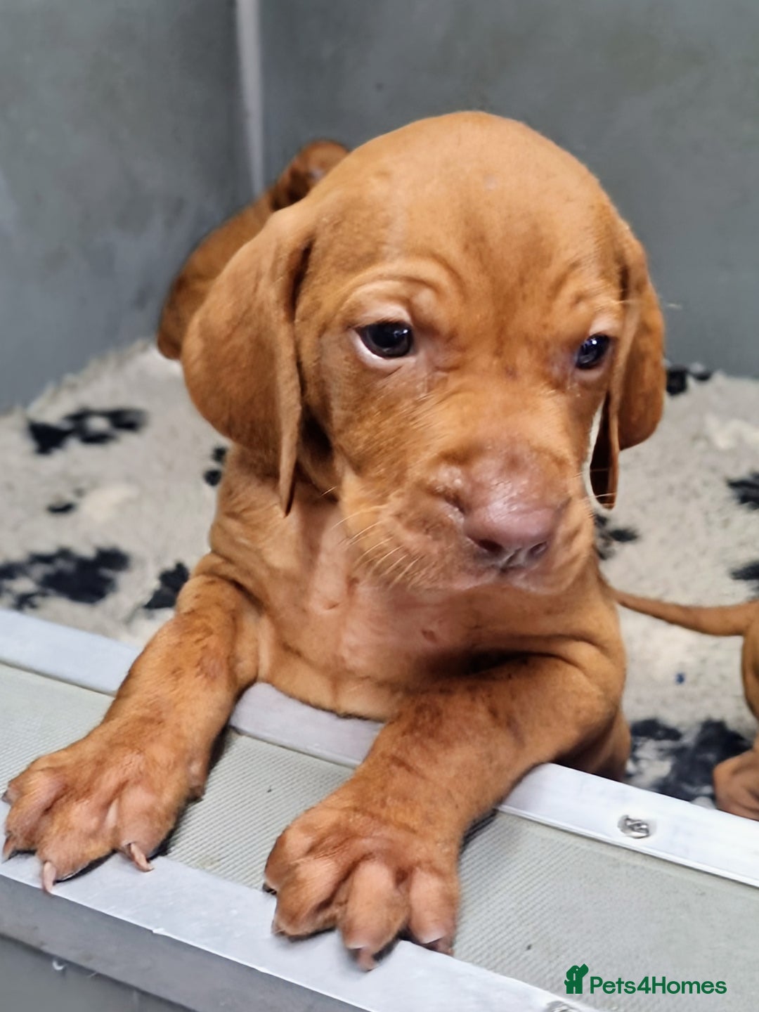 Hungarian Vizsla dogs for sale: Stunning KC Hungarian Vizsla Puppies  - Image 12