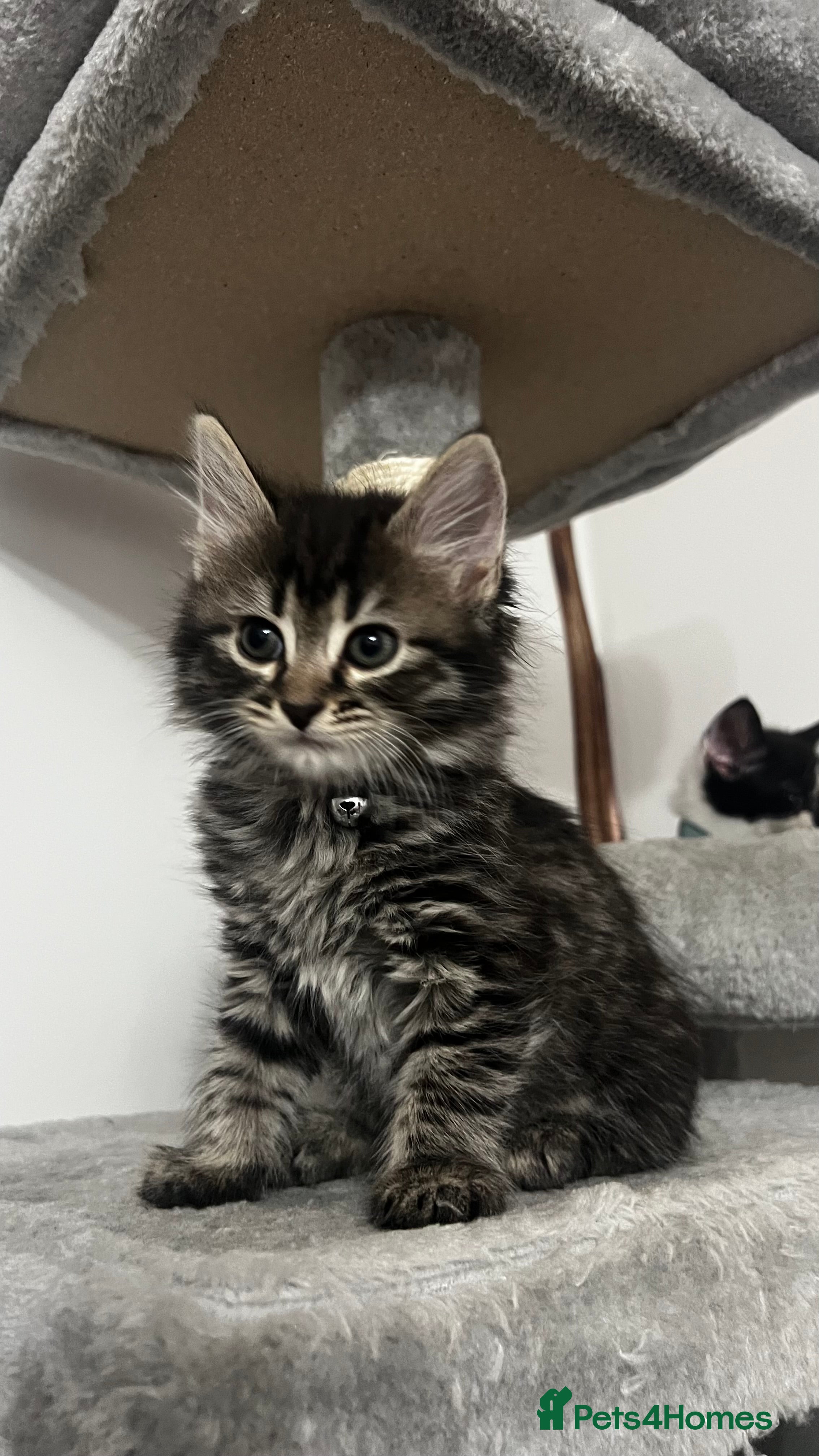 Mixed Breed cats Ready to Go 1girl 2boys left ❗️ - Advert 11