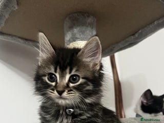 Mixed Breed cats Ready to Go 1girl 2boys left ❗️ - Advert 11