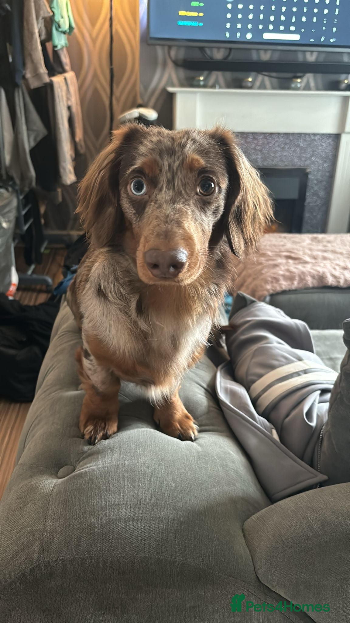 Miniature Dachshund dogs Miniature Dachshund for stud - Advert 3