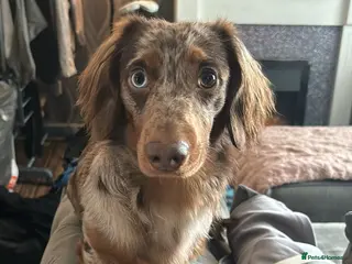 Miniature Dachshund dogs Miniature Dachshund for stud - Advert 3