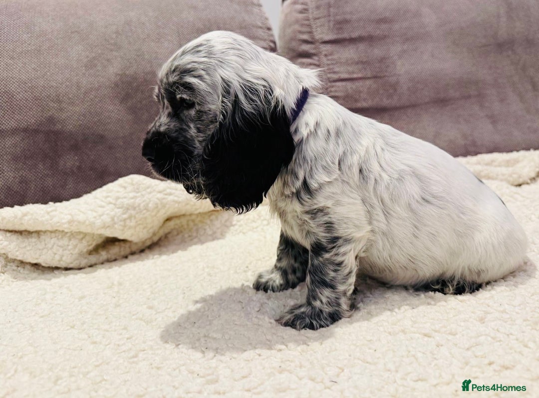 Cocker Spaniel dogs for sale: Beautiful English Cocker Spaniel Girl  - Advert 13