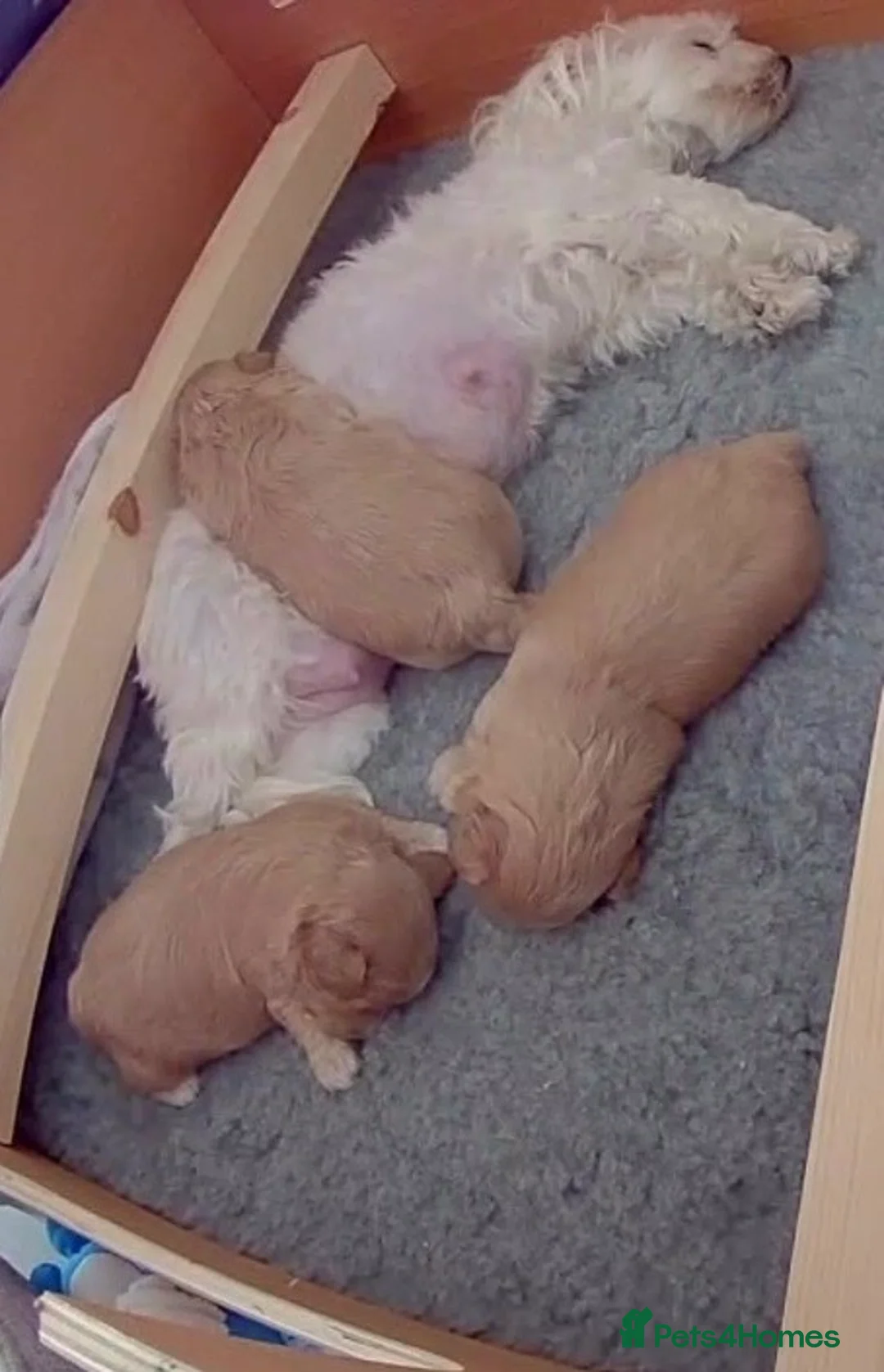 Maltipoo dogs for sale: Maltipoo F1 in Clacton-on-Sea - Advert 2