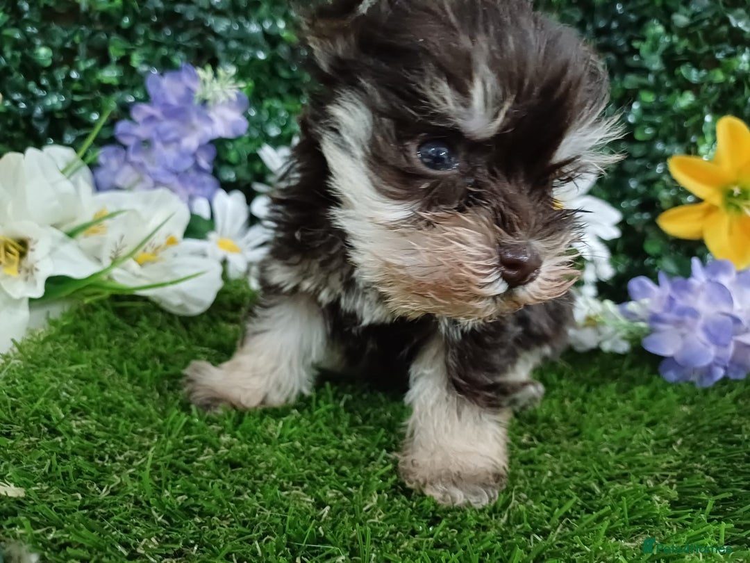 Miniature Schnauzer dogs for sale: Two beautiful girls  - Advert 4