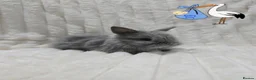 Lionhead rabbits for sale: Mini double maned lion head - Advert 5