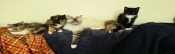 Ragdoll cats for sale: Ragdoll cross kittens - Advert 27