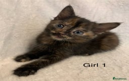 Mixed Breed cats for sale: 💚 3 male  💜 2 female  - Image 1