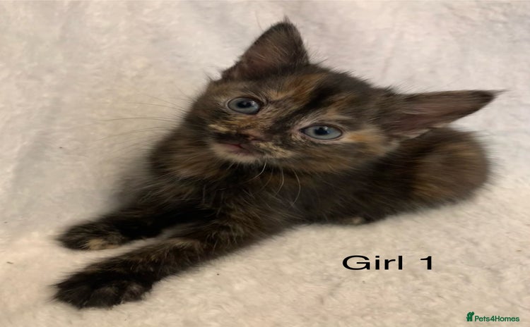 Mixed Breed cats - Advert 2