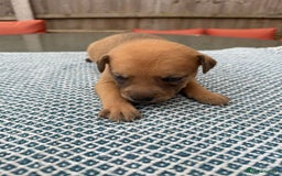 Mixed Breed dogs for sale: Staffordshire bull terrier cross whippets - Image 3