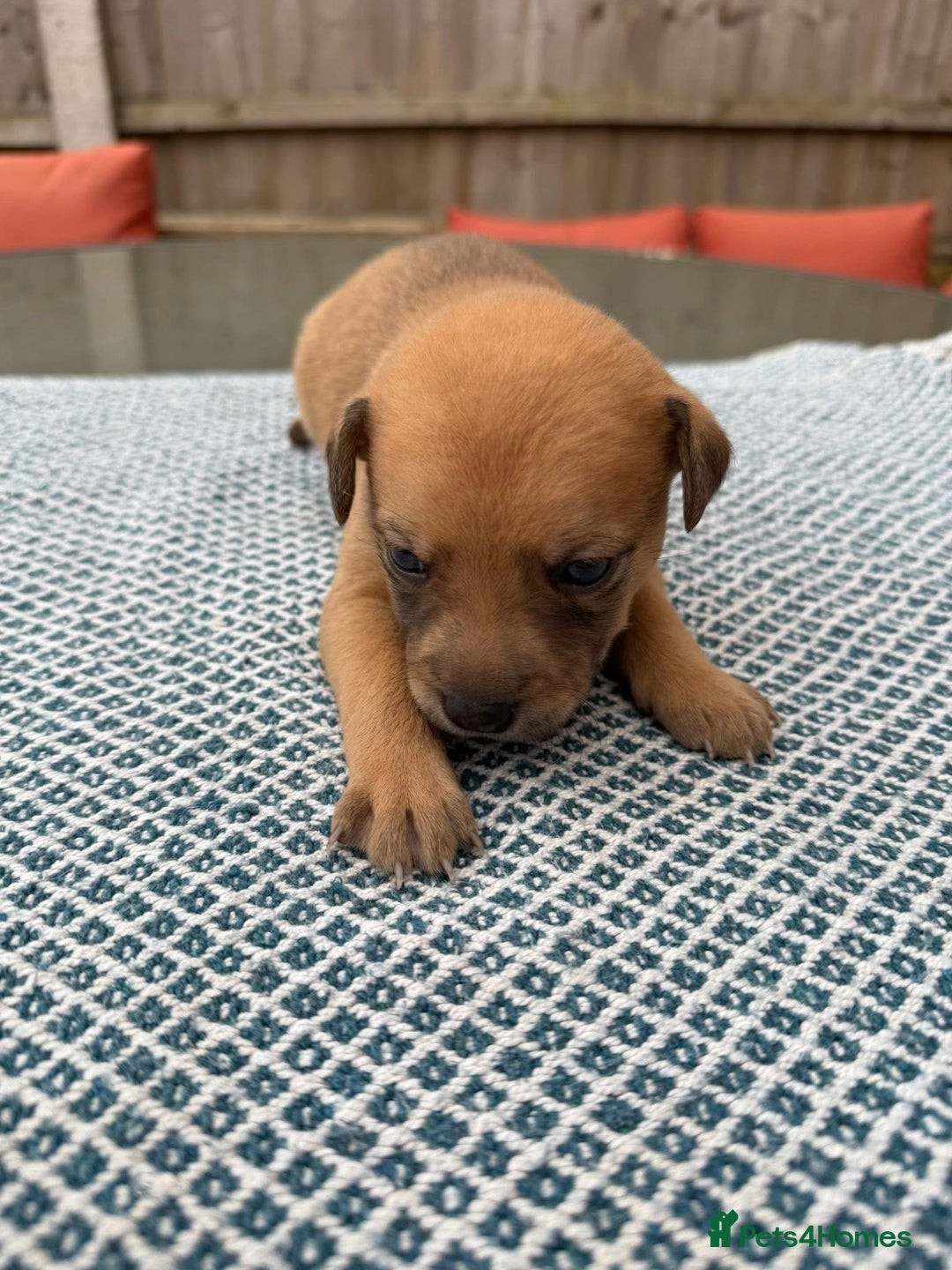 Mixed Breed dogs for sale: Staffordshire bull terrier cross whippets - Image 3