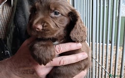 Sprocker dogs for sale: Working Strain Sprocker Puppies For Sale - Image 5