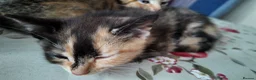 Mixed Breed cats for sale: 🐱 3 Beautiful Friendly Tabby Kittens in Milton Keynes - Advert 8
