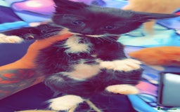 British Shorthair cats for sale: Kittens forsale  - Image 9