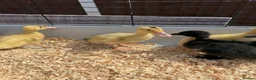 Ducks poultry for sale: 11 Day Old Large Mixed Breed Unsexed Ducks - Advert 7