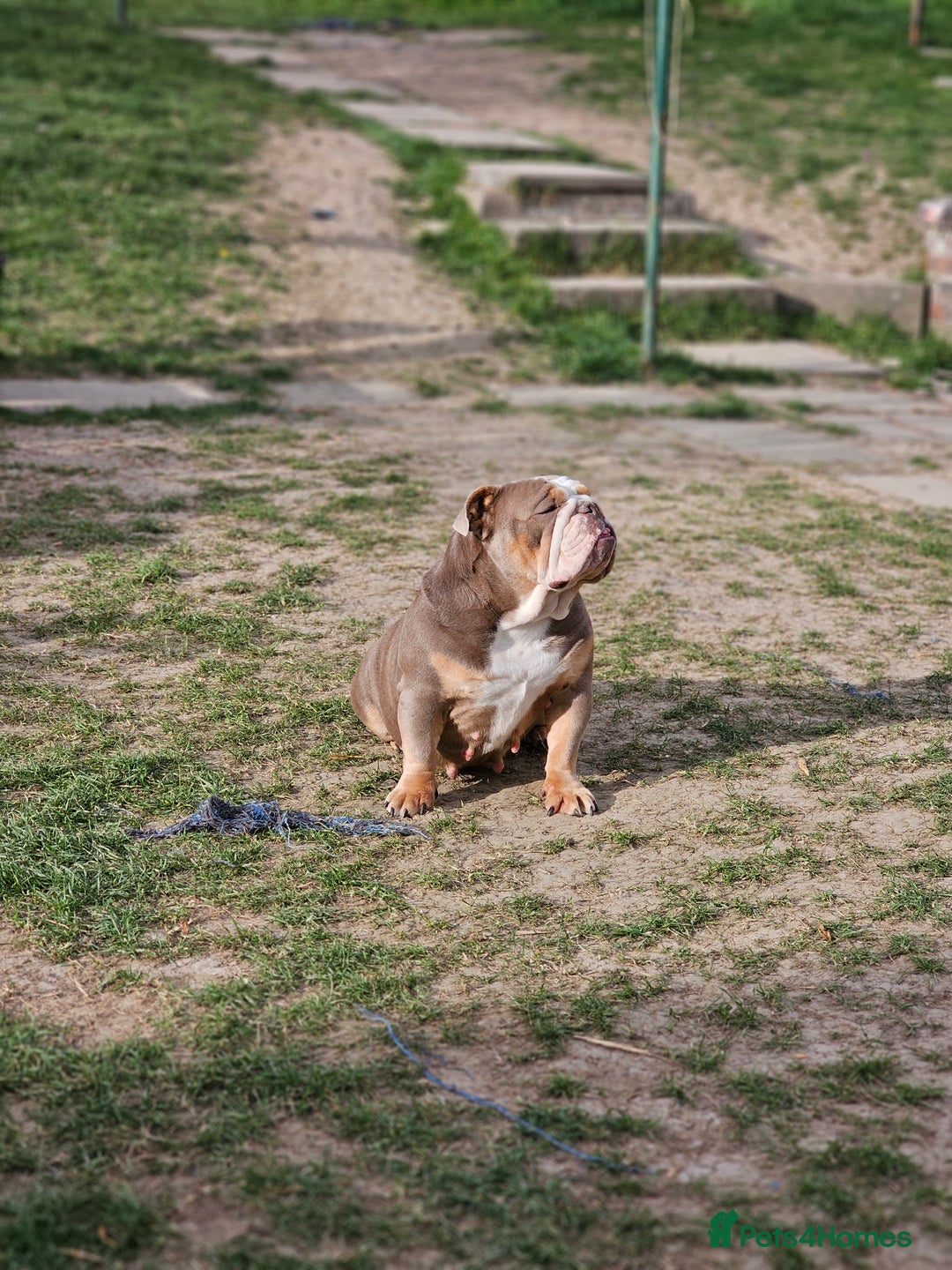 Mixed Breed dogs for sale: Micro exotic,s. - Advert 4