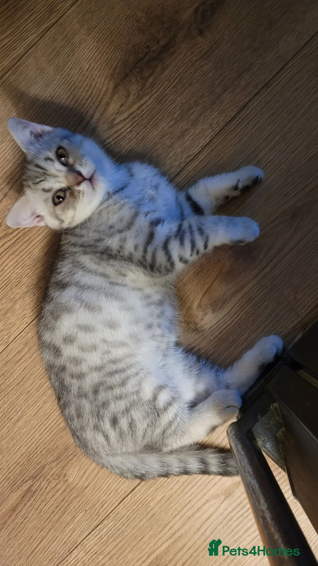 British Shorthair cats for sale: British shorthair kittens  - Advert 34