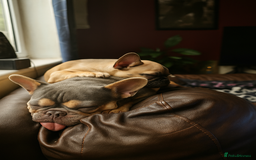 French Bulldog dogs for sale: Rare Sable Frenchie–Raised Right & Ready Now! 🍼🐾 in Preston - Image 10