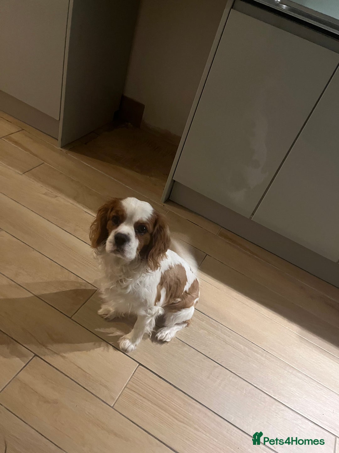 Cavalier King Charles Spaniel dogs for sale: 5 beautiful Cavalier King Charles puppies - Advert 23