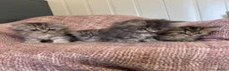 Persian cats for sale: Chinchilla Persian kittens doll face  - Advert 4