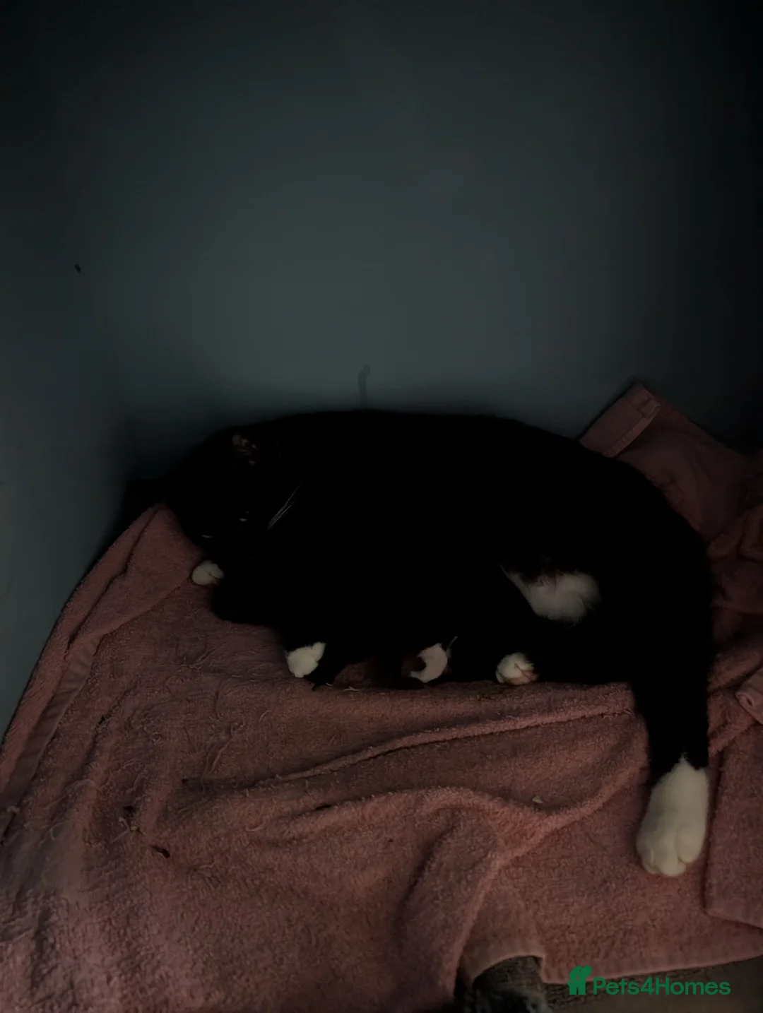 Domestic Shorthair cats for sale: Five kitten, 2 black, 3 tuxedo. Sexes not known - Advert 23