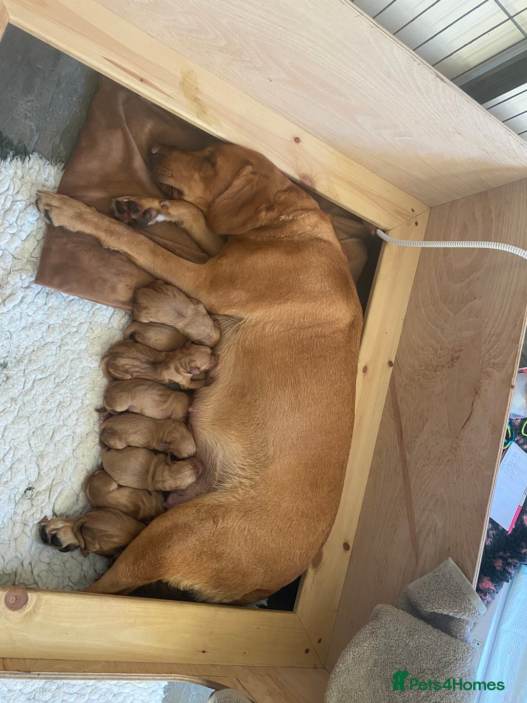Labrador Retriever dogs for sale: Fox Red Labrador Puppies  - Image 8
