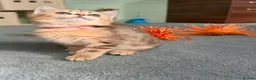 British Shorthair cats for sale: 4 Gorgeous British Shorthair TICA kittens - Advert 14
