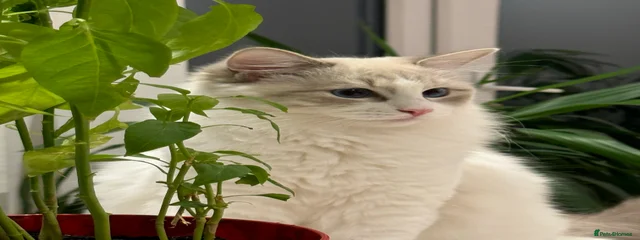 PomPom