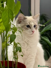 PomPom
