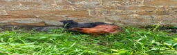 Chickens poultry for sale: Silkie cockerels for sale in Chipping Norton - Advert 3
