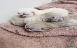 Exotic cats for sale: Outstanding exotic kittens  - Image 20