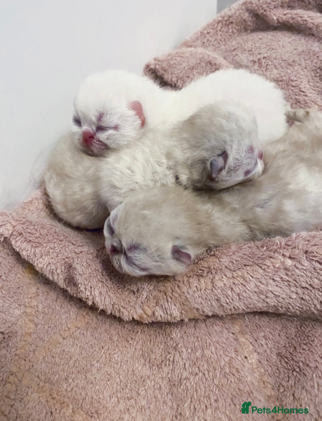 Exotic cats for sale: Outstanding exotic kittens  - Image 20