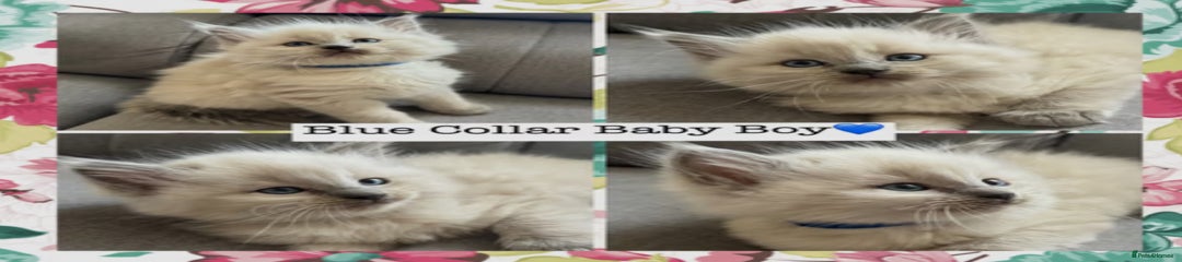 Mixed Breed Kitten 4