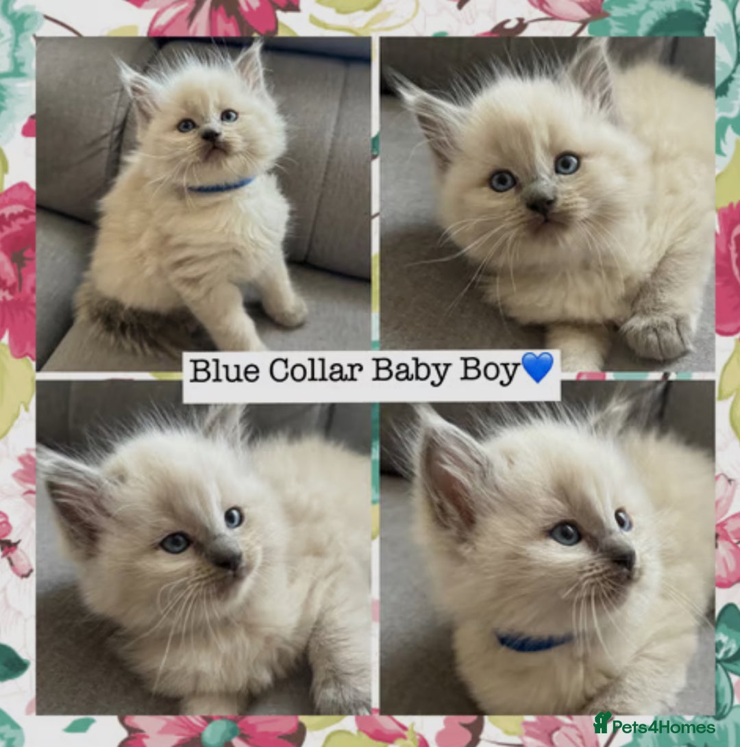 Mixed Breed cats for sale:  Fluffy Ragdoll x British Shorthair Kittens - Image 10