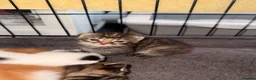 Mixed Breed cats for sale: Maine coon cross kittens  - Advert 16