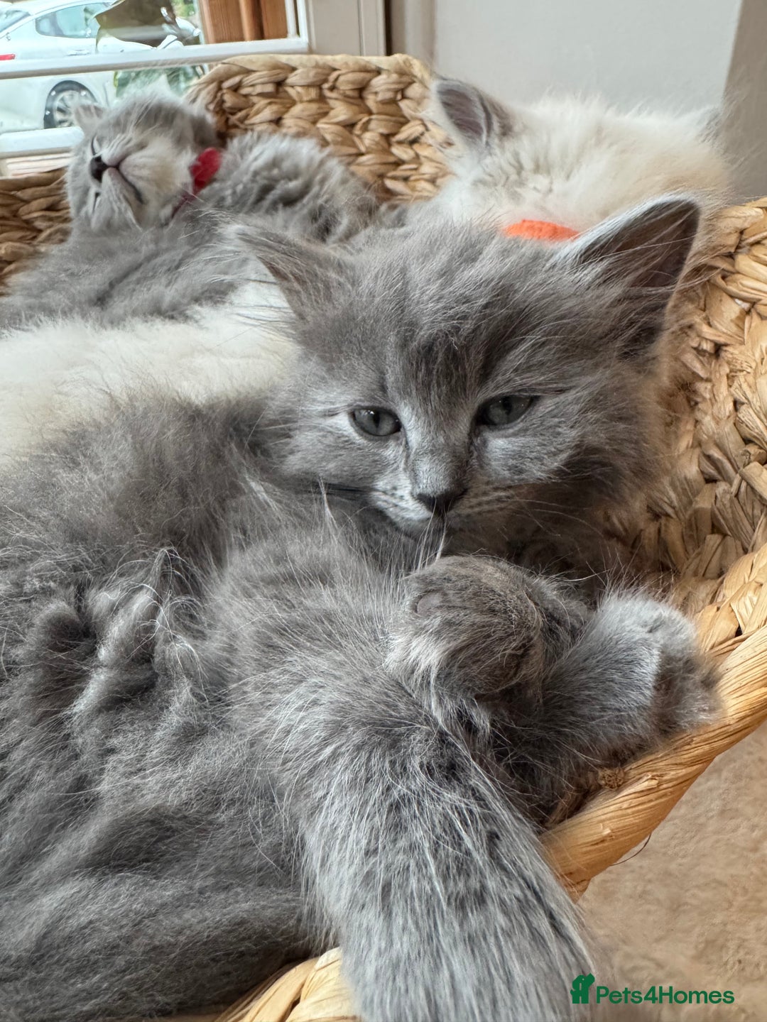 RagaMuffin cats for sale: Beautiful Ragamuffin Kittens - BSH/Ragdoll Cross - Advert 17
