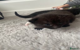 British Shorthair cats for sale: 8 adorable kittens - Image 8