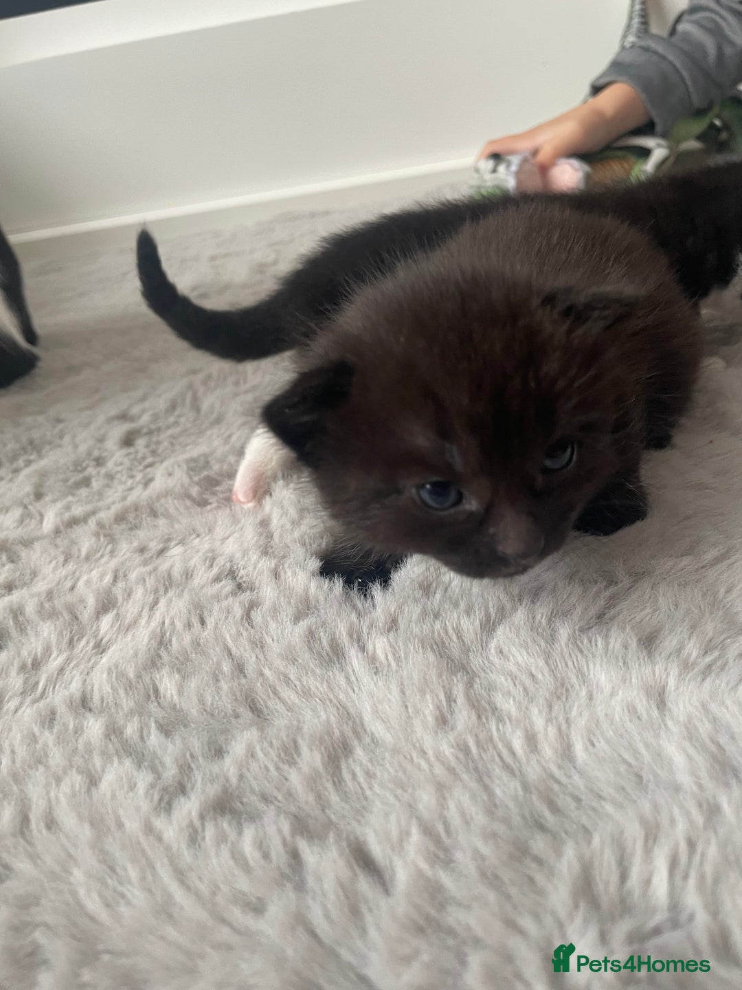 British Shorthair cats for sale: 8 adorable kittens - Image 8